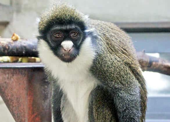 動物図鑑・バッティコファーグエノン